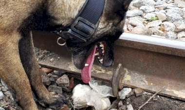 Com auxílio do Cão farejador, Polícia Civil localiza drogas nas margens do trilho