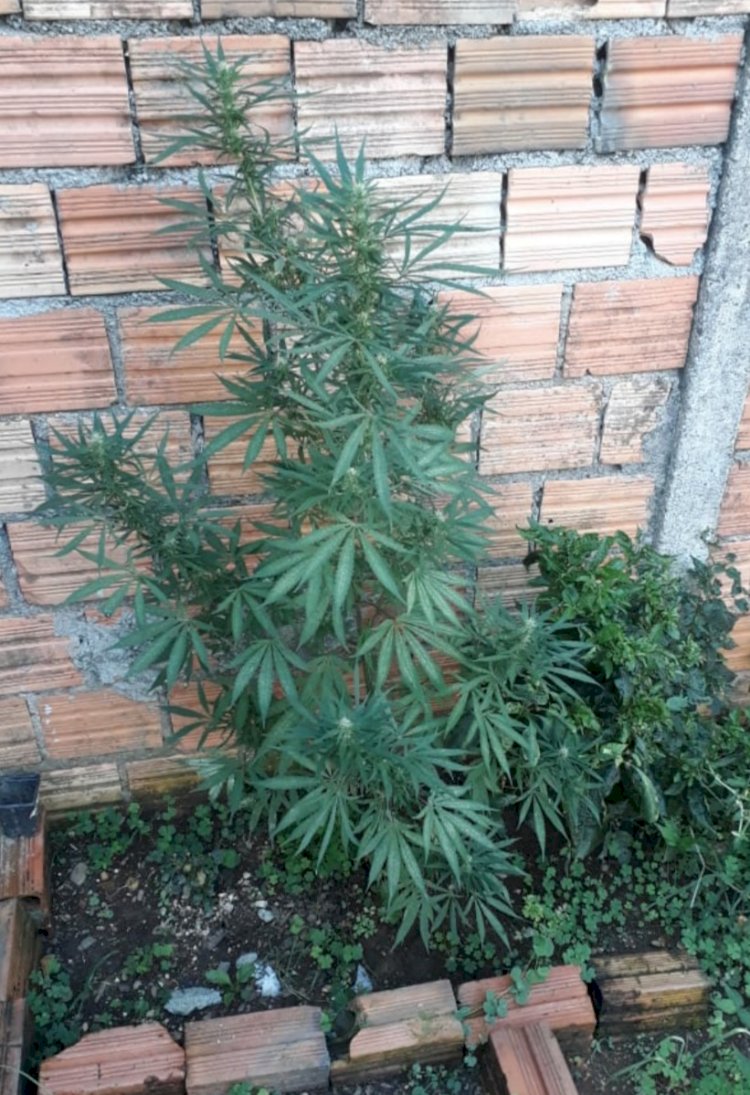 Polícia encontra Pé de Maconha em residência