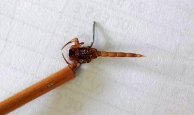 Há seis meses Criciúma não registra casos de escorpião-amarelo