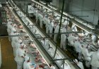Santa Catarina retoma crescimento nas exportações de carne de frango em maio
