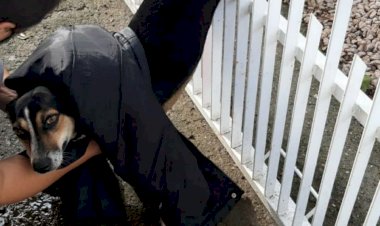 Bombeiros socorrem cachorro preso em grade de portão