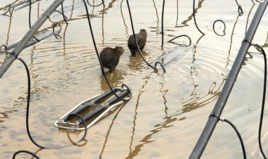 Capivaras são capturadas e devolvidas na mata nativa
