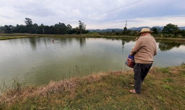 Criciúma é destaque na produção de tilápia