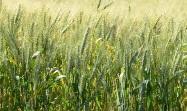 Santa Catarina aposta em crescimento de 55% na safra de trigo