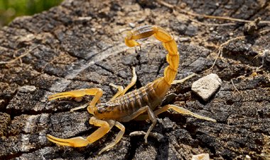 Escorpiões-amarelos são encontrados no bairro Próspera