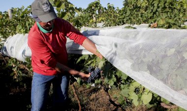 Com previsão de frio intenso, Governo de Criciúma reforça cuidados com as plantações