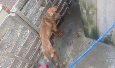 Famcri recebe mais de 3,5 mil denúncias de crimes ambientais em dois anos e segue realizando as fiscalizações