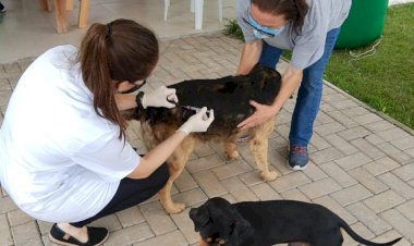 Vacinas, vermifugação, castração, doação de mudas e doação de ração no Dia Mundial da Raiva
