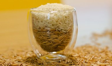 Da plantação à mesa: como funciona a cadeia de suprimentos do arroz