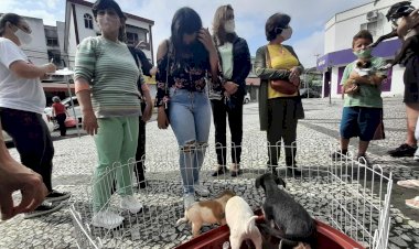 Primeira feira de adoção animal de Içara acontece no próximo sábado