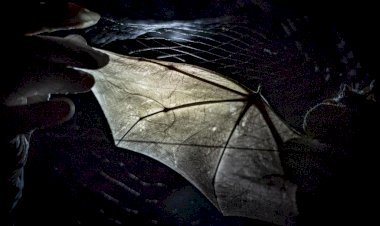 Pesquisadores da Unesc iniciam projeto com morcegos em Nova Veneza