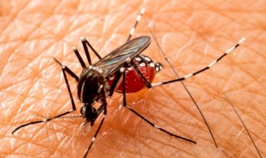 Governo de Forquilhinha realiza mutirão de limpeza contra a Dengue