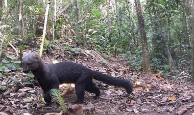 Diretoria de Meio Ambiente promove ações com foco na preservação de espécies da fauna nativa