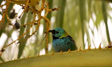 Criciúma ganha destaque na efetividade da gestão ambiental em Santa Catarina