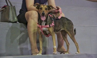 Vacinação gratuita para cães em Nova Veneza