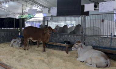 Queridinhos do público, mais de 700 animais estarão na AgroPonte 2022