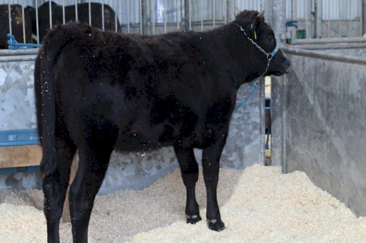 Boi japonês wagyu que tem a carne mais cara do mundo e aves ornamentais são novidades da AgroPonte