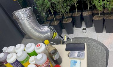 PM  prende homem com pés de maconha em sua residência