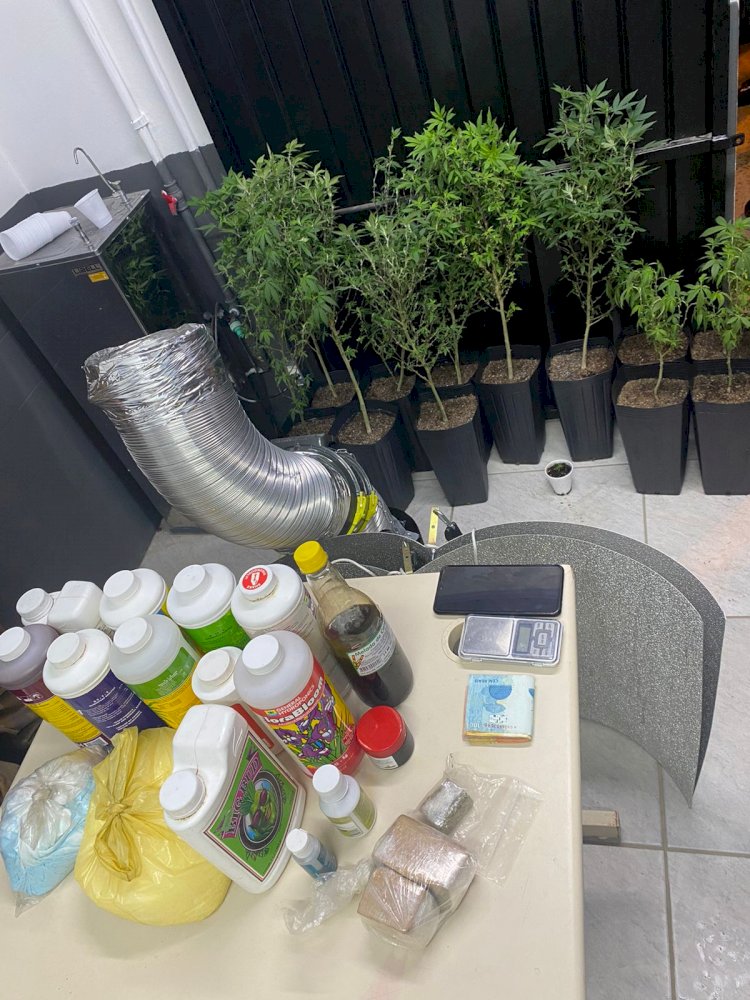 PM prende homem com pés de maconha em sua residência