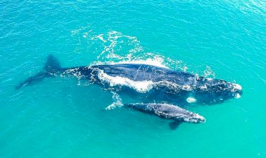 Rota da Baleia Franca recebe operadoras de turismo de cinco estados