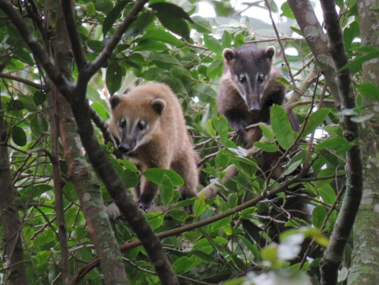 Câmeras-trap: a tecnologia que valoriza e preserva a fauna silvestre em Criciúma
