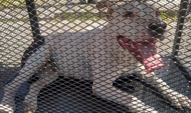 Cachorro Pittbull  estava solto é preso e está à disposição de seu dono