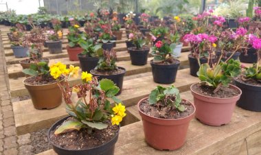 Diretoria de Meio Ambiente encerra janeiro com distribuição de flores em Criciúma