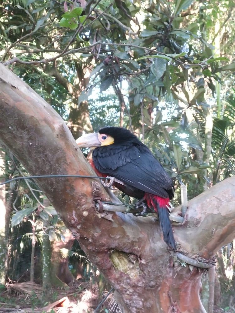 Espécies nativas de animais silvestres aparecem no Parque Astronômico de Criciúma