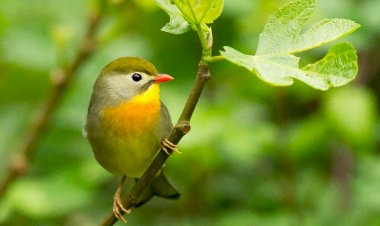 Diretoria de Meio Ambiente de Criciúma abre inscrições para 6ª Concurso Fotográfico