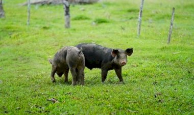 TJ mantém condenação de homem que ameaçou testemunha para roubar um porco no sul de SC