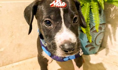 Deputado Catarinense protocola PL que proíbe venda de animais pela internet