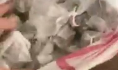 Polícia Civil  prende casal por tráfico e associação para o tráfico - delivery de cocaína e maconha no bairro Imperatriz