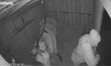 Jovem de 18 anos invade propriedade para abusar sexualmente de égua em SC