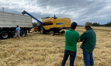 Trigo em Içara: diversificando a agricultura local