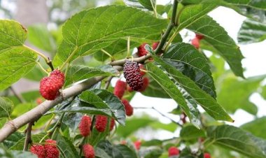 Primos que comandavam ponto de drogas e escondiam crack em amoreiras são condenados