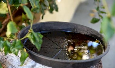 Prefeitura de Cocal do Sul emite Nota sobre foco de Mosquito da Deng