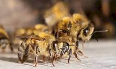 Abelhas atacam várias pessoas em Siderópolis