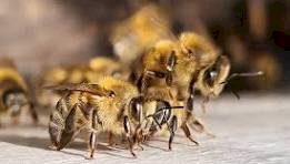 Abelhas atacam várias pessoas em Siderópolis