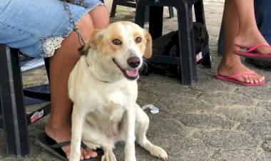 Castração é a Solução”: mutirão beneficia 220 animais no bairro Vila Manaus