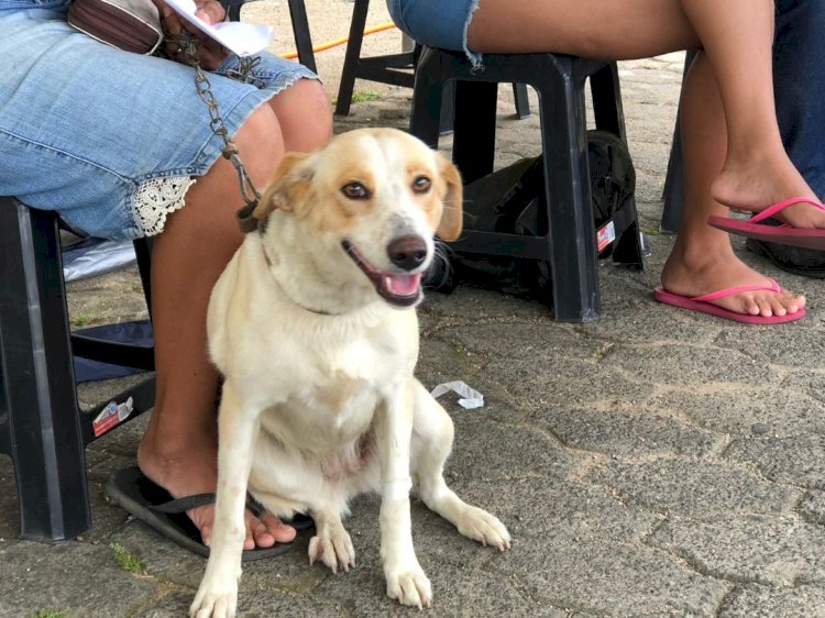 Castração é a Solução”: mutirão beneficia 220 animais no bairro Vila Manaus