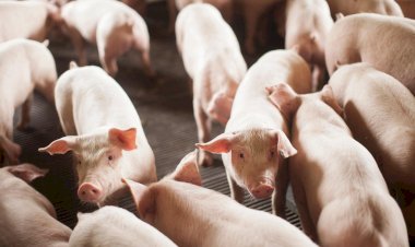 Exportação catarinense de suínos bate recorde em julho com melhor resultado desde 1997