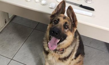 Polícia Militar apreende mais de 2,5 kg de drogas em Criciúma com auxílio de cão farejador