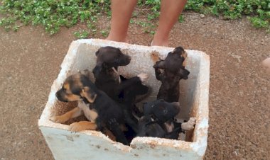 Cachorros abandonados preocupa moradores do São Defende