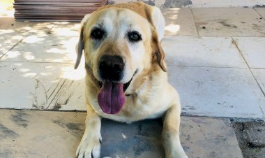 Droga é apreendida em casa abandonada no Cristo Redentor