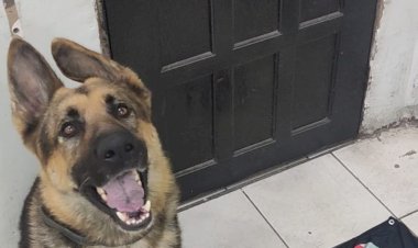 Cão farejador da PM localiza drogas em bairro de Cricúma