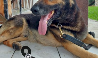 MORRE CÃO DE FARO ARGOS DA PM DE CRICIÚMA