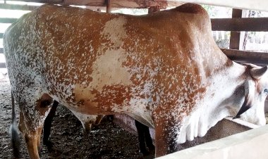 Roubou a Vaca do Vizinho, Carneou e foi em Cana