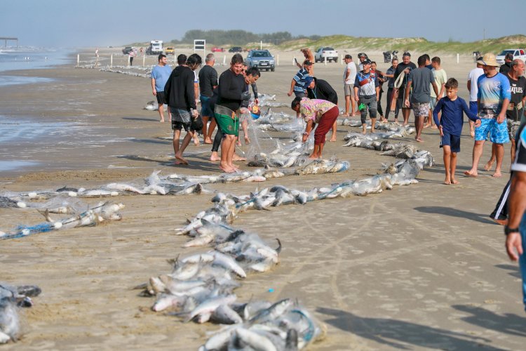Pesca da Tainha no Rincão rende cerca de 15 toneladas