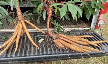 Safra de mandioca encerra com crescimento estimado em 20% no Sul de Santa Catarina