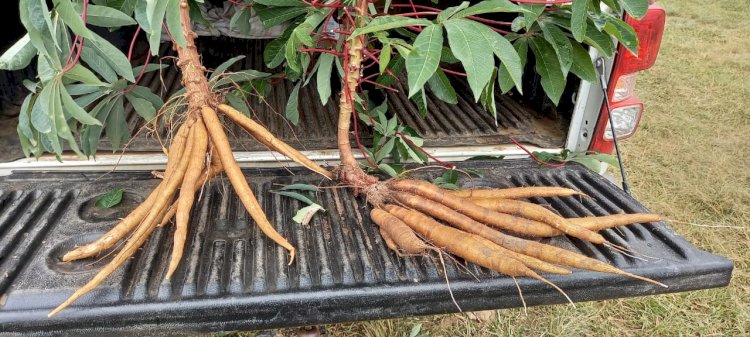 Safra de mandioca encerra com crescimento estimado em 20% no Sul de Santa Catarina